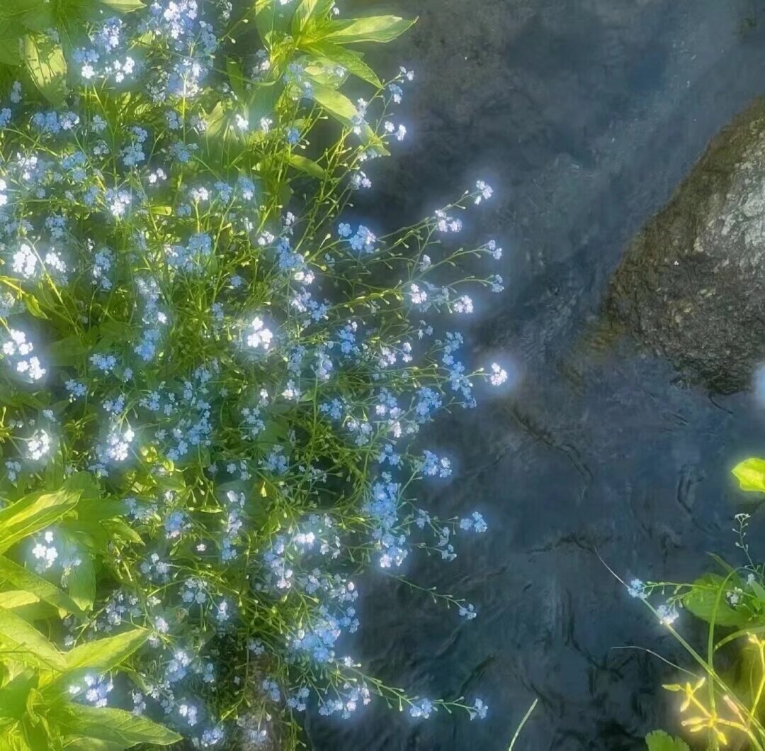 春天、梦里。我见春天-习书阁