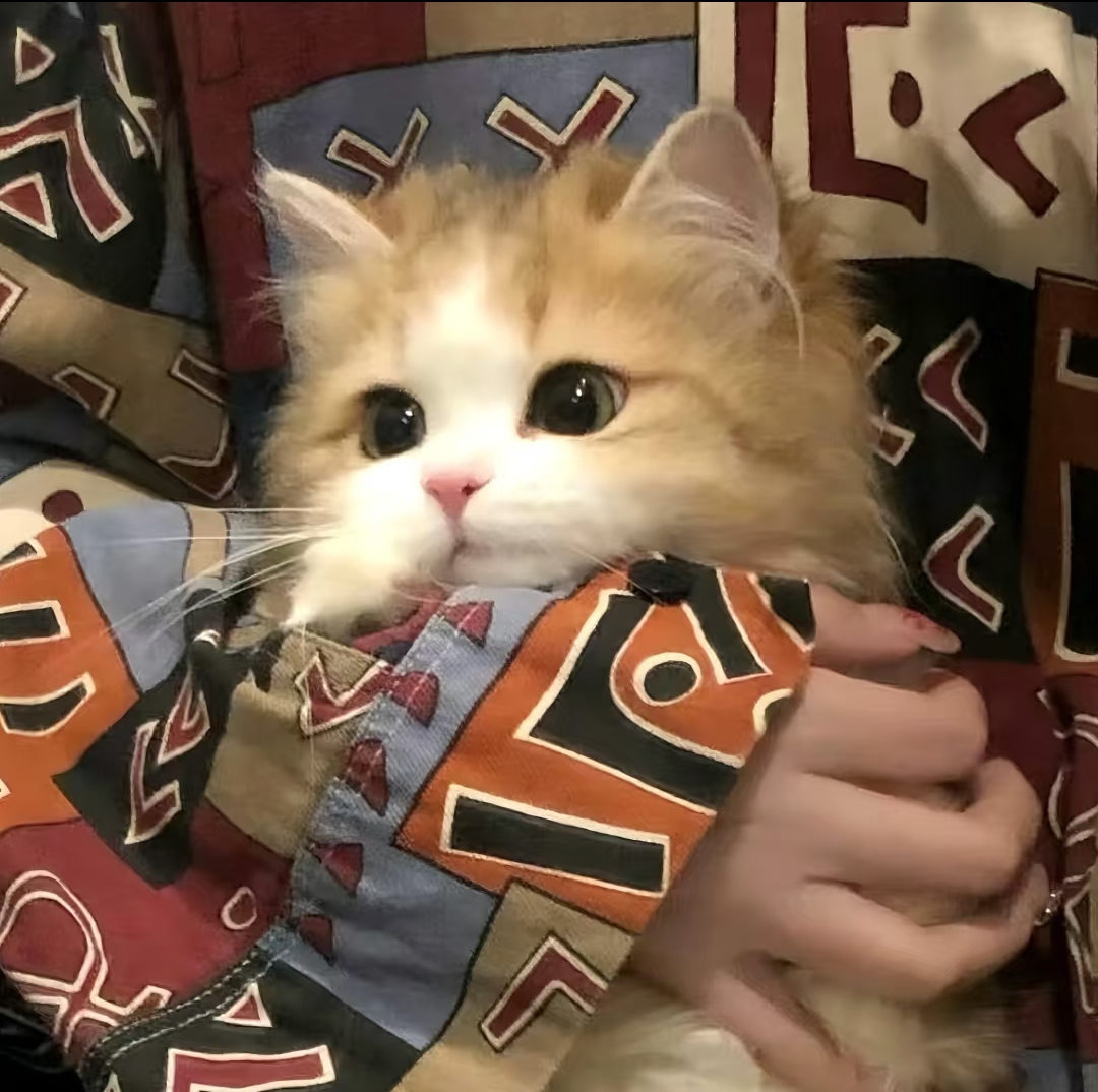 梨一枝的头像-习书阁