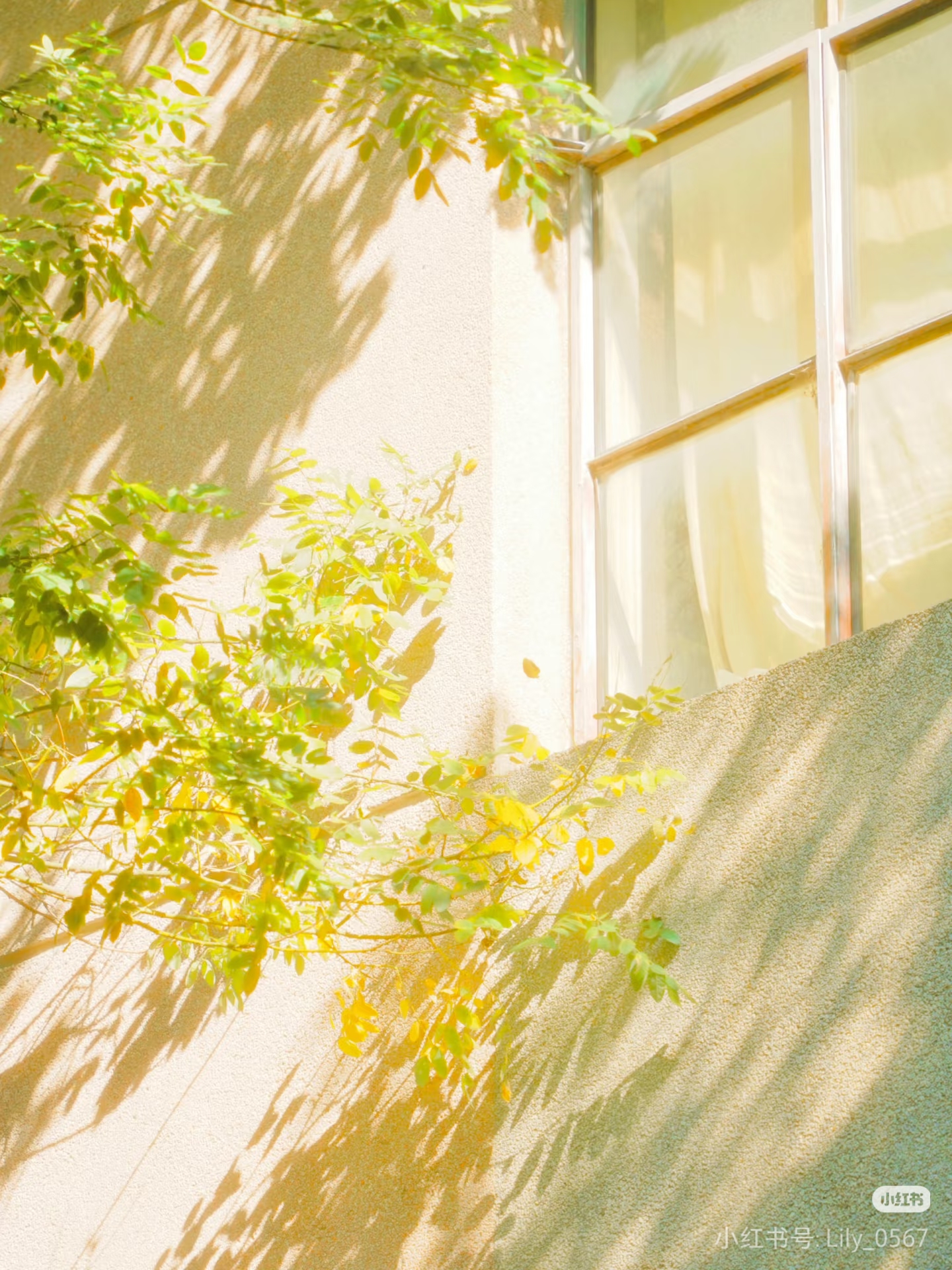 初夏琐记/2024.4.24-习书阁